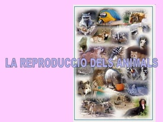 LA REPRODUCCIÓ DELS ANIMALS 