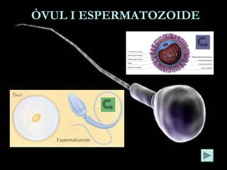 ELS ESPERMATOZOIDESELS ESPERMATOZOIDES
• En un espermatozoide distingim les següents parts:
• * Un cap, que conté el paque...