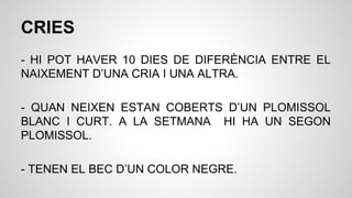 CRIES
- HI POT HAVER 10 DIES DE DIFERÈNCIA ENTRE EL
NAIXEMENT D’UNA CRIA I UNA ALTRA.
- QUAN NEIXEN ESTAN COBERTS D’UN PLOMISSOL
BLANC I CURT. A LA SETMANA HI HA UN SEGON
PLOMISSOL.
- TENEN EL BEC D’UN COLOR NEGRE.
 
