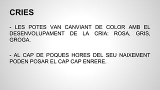 CRIES
- LES POTES VAN CANVIANT DE COLOR AMB EL
DESENVOLUPAMENT DE LA CRIA: ROSA, GRIS,
GROGA.
- AL CAP DE POQUES HORES DEL SEU NAIXEMENT
PODEN POSAR EL CAP CAP ENRERE.
 