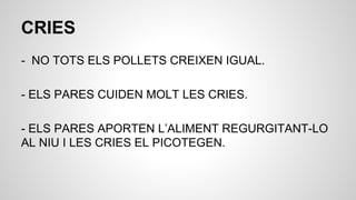 CRIES
- NO TOTS ELS POLLETS CREIXEN IGUAL.
- ELS PARES CUIDEN MOLT LES CRIES.
- ELS PARES APORTEN L’ALIMENT REGURGITANT-LO
AL NIU I LES CRIES EL PICOTEGEN.
 