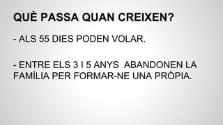 QUÈ PASSA QUAN CREIXEN?
- ALS 55 DIES PODEN VOLAR.
- ENTRE ELS 3 I 5 ANYS ABANDONEN LA
FAMÍLIA PER FORMAR-NE UNA PRÒPIA.
 
