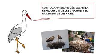 AVUI TOCA APRENDRE MÉS SOBRE: LA
REPRODUCCIÓ DE LES CIGONYES I EL
NAIXEMENT DE LES CRIES.
 