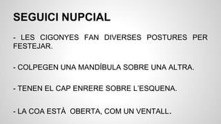 SEGUICI NUPCIAL
- LES CIGONYES FAN DIVERSES POSTURES PER
FESTEJAR.
- COLPEGEN UNA MANDÍBULA SOBRE UNA ALTRA.
- TENEN EL CAP ENRERE SOBRE L’ESQUENA.
- LA COA ESTÀ OBERTA, COM UN VENTALL.
 