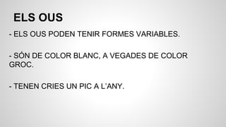 ELS OUS
- ELS OUS PODEN TENIR FORMES VARIABLES.
- SÓN DE COLOR BLANC, A VEGADES DE COLOR
GROC.
- TENEN CRIES UN PIC A L’ANY.
 