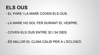 ELS OUS
- EL PARE I LA MARE COVEN ELS OUS.
- LA MARE HO SOL FER DURANT EL VESPRE.
- COVEN ELS OUS ENTRE 32 I 34 DIES.
- ÉS MILLOR EL CLIMA CÀLID PER A L’ECLOSIÓ.
 