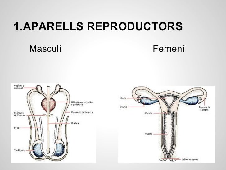 Reproduccióhumana amparo tamara_marta_facundo