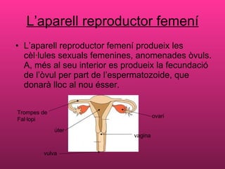 L’aparell reproductor femení <ul><li>L’aparell reproductor femení produeix les cèl·lules sexuals femenines, anomenades òvu...