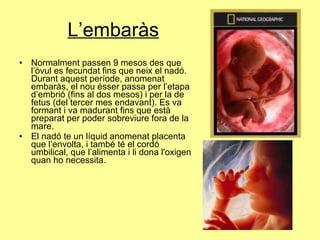 L’embaràs <ul><li>Normalment passen 9 mesos des que l’òvul es fecundat fins que neix el nadó. Durant aquest període, anome...