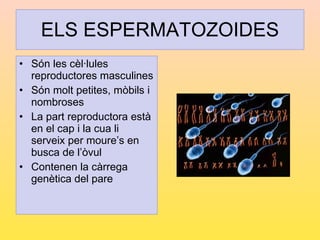 ELS ESPERMATOZOIDES <ul><li>Són les cèl·lules reproductores masculines </li></ul><ul><li>Són molt petites, mòbils i nombro...