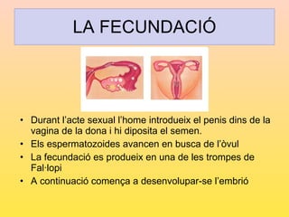 LA FECUNDACIÓ <ul><li>Durant l’acte sexual l’home introdueix el penis dins de la vagina de la dona i hi diposita el semen....