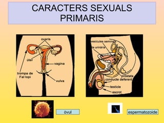 CARACTERS SEXUALS PRIMARIS òvul espermatozoide 