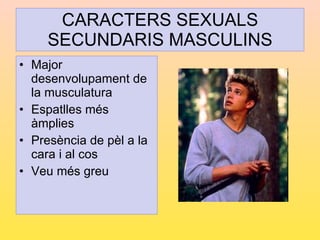 CARACTERS SEXUALS SECUNDARIS MASCULINS <ul><li>Major desenvolupament de la musculatura </li></ul><ul><li>Espatlles més àmp...