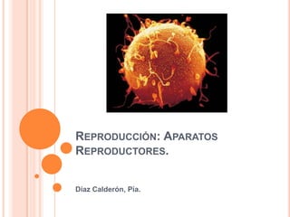 Reproducción: Aparatos Reproductores. Díaz Calderón, Pía. 
