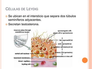 Células de SertoliSe encuentran distribuidas entre las células espermatogénicas.Se extienden desde la membrana basal hasta la luz del túbulo.Las uniones entre células de Sertoli, forman la barrera hematotesticular.