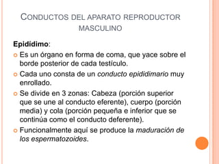 Células de LeydigSe ubican en el intersticio que separa dos túbulos seminíferos adyacentes.Secretan testosterona.