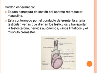 Conducto deferente:Se encuentra a continuación del conducto epididimario.Esta compuesto por 3 capas de músculo liso: en la capa interna y externa las fibras son longitudinales y en la capa media son circulares.La porción final del conducto deferente, se encuentra dilatada y se denomina ampolla.Funcionalmente, transporta los espermatozoides, durante la excitación sexual, desde el epidídimo hacia la uretra por medio de contracciones peristálticas.