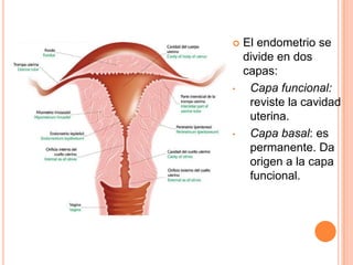 Cuerpo lúteo: contiene los restos de un folículo maduro luego de la ovulación.Ovogénesis