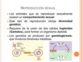 Reproducción sexualLos animales que se reproducen sexualmente poseen un comportamiento sexual.Este tipo de reproducción otorga diversidad genética.Requiere de la unión de dos células haploides (Gametos), para formar un organismo diploide.Los gametos se producen por gametogénesis, que involucra divisiones meióticas.