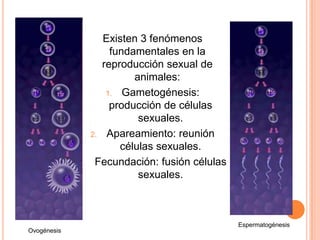 Existen 3 fenómenos fundamentales en la reproducción sexual de animales:Gametogénesis: producción de células sexuales.Apareamiento: reunión células sexuales.Fecundación: fusión células sexuales.EspermatogénesisOvogénesis