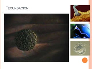 Fecundación