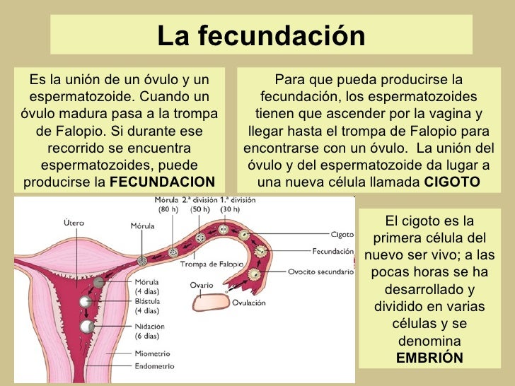 Como Se Ovula Con Una Sola Trompa