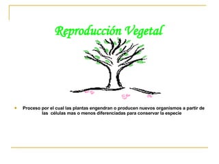 Reproducción Vegetal   <ul><li>Proceso por el cual las plantas engendran o producen nuevos organismos a partir de las  cél...