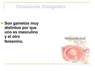 Fecundación Anisogamica <ul><li>Son gametos muy distintos por que uno es masculino y el otro femenino . </li></ul>