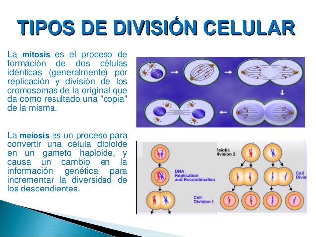 Resultado de imagen para tipo de division celular