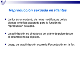 Reproducción sexuada en Plantas
 La flor es un conjunto de hojas modificadas de las
plantas Antofitas adaptada para la función de
reproducción sexuada.
 La polinización es el trayecto del grano de polen desde
el estambre hacia el pistilo.
 Luego de la polinización ocurre la Fecundación en la flor.
 