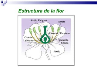 Estructura de la flor
 