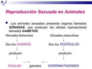 Reproducción Sexuada en Animales
 Los animales sexuados presentan órganos llamados
GÓNADAS, que producen las células reproductoras
llamadas GAMETOS.
Gónadas femeninas Gónadas masculinas
Son los OVARIOS Son los TESTÍCULOS
producen producen
ÓVULOS gametos ESPERMATOZOIDES
 