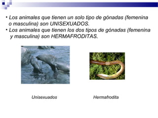 • Los animales que tienen un solo tipo de gónadas (femenina
o masculina) son UNISEXUADOS.
• Los animales que tienen los dos tipos de gónadas (femenina
y masculina) son HERMAFRODITAS.
Unisexuados Hermafrodita
 