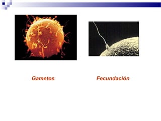Gametos Fecundación
 