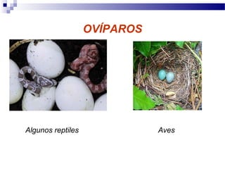 OVÍPAROS
Algunos reptiles Aves
 