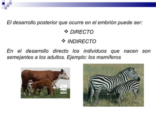 El desarrollo posterior que ocurre en el embrión puede ser:
 DIRECTO
 INDIRECTO
En el desarrollo directo los individuos que nacen son
semejantes a los adultos. Ejemplo: los mamíferos
 