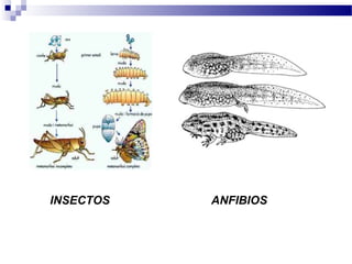 INSECTOS ANFIBIOS
 
