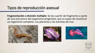 Tipos de reproducción asexual
Fragmentación o división múltiple: Se da a partir de fragmento o parte
de una estructura del organismo progenitor, que es capaz de recontruir
un organismo completo. Las planarias y las estrellas de mar.
 
