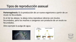 Tipos de reproducción asexual
Partenogénesis: Es la producción de un nuevo organismo a partir de un
óvulo no fecundado.
Es el de las abejas: la abeja reina reproduce obreras con óvulos
fecundados, pero los machos o zanganos son producto de un ovulo no
fecundados.
Otro ejemplo la pulga de agua.
 