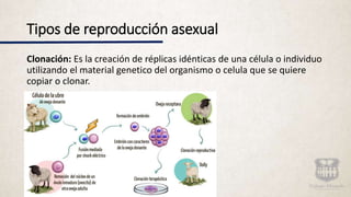 Tipos de reproducción asexual
Clonación: Es la creación de réplicas idénticas de una célula o individuo
utilizando el material genetico del organismo o celula que se quiere
copiar o clonar.
 