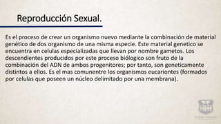 Reproducción Sexual.
Es el proceso de crear un organismo nuevo mediante la combinación de material
genético de dos organismo de una misma especie. Este material genetico se
encuentra en celulas especializadas que llevan por nombre gametos. Los
descendientes producidos por este proceso biólogico son fruto de la
combinación del ADN de ambos progenitores; por tanto, son geneticamente
distintos a ellos. Es el mas comunentre los organismos eucariontes (formados
por celulas que poseen un núcleo delimitado por una membrana).
 