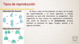 Tipos de reproducción
• Reproducción Asexual
• Reproducción Sexual
Se lleva a cabo sin fecundación, es decir, sin la unión
del espermatozode y el ovulo (gametos o celulas
sexuales), ya que sólo intervienen un progenitor. Este
organismo es muy comun en organismos unicelulares,
ales como las bacerias o los protozoarios, aunque
tambien se presenta en algas, hongos, plantas y en
algunos animales.
 