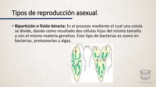 Tipos de reproducción asexual.
• Bipartición o fisión binaria: Es el proceos mediente el cual una celula
se divide, dando como resultado dos células hijas del mismo tamaño
y con el mismo materia genetico. Este tipo de bacterias es como en
bacterias, protozoarios y algas.
 