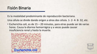 Fisión Binaria
Es la modalidad predominante de reproducción bacteriana.
Una célula se divide dando origen a otras dos célula. 1- 2- 4- 8- 32, etc.
• Escherichia coli, es de 15 – 20 minutos, para otras puede ser de varias
horas. Causa la diarrea hemorrágica y a veces puede causar
insuficiencia renal y hasta la muerte.
 