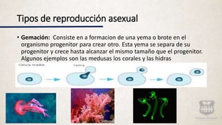 Tipos de reproducción asexual
• Gemación: Consiste en a formacion de una yema o brote en el
organismo progenitor para crear otro. Esta yema se separa de su
progenitor y crece hasta alcanzar el mismo tamaño que el progenitor.
Algunos ejemplos son las medusas los corales y las hidras
 