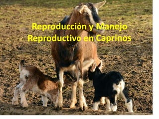 1
Reproducción y Manejo
Caprinos
Reproductivo en
 