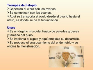 Trompas de Falopio
Conectan el útero con los ovarios.
Se comunican con los ovarios.
Aquí se transporta el óvulo desde el ovario hasta el
útero, es donde se da la fecundación.

Útero
Es un órgano muscular hueco de paredes gruesas
y tamaño del puño.
Se implanta el cigoto y aquí empieza su desarrollo.
Se produce el engrosamiento del endometrio y se
origina la menstruación.
 