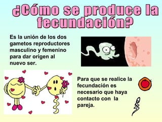 Es la unión de los dos
gametos reproductores
masculino y femenino
para dar origen al
nuevo ser.

                         Para que se realice la
                         fecundación es
                         necesario que haya
                         contacto con la
                         pareja.
 