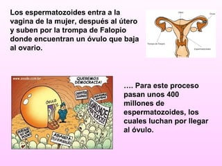 Los espermatozoides entra a la
vagina de la mujer, después al útero
y suben por la trompa de Falopio
donde encuentran un óvulo que baja
al ovario.




                               …. Para este proceso
                               pasan unos 400
                               millones de
                               espermatozoides, los
                               cuales luchan por llegar
                               al óvulo.
 