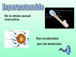 Es la célula sexual
masculina.




                      Son producidos
                      por los testículos
 